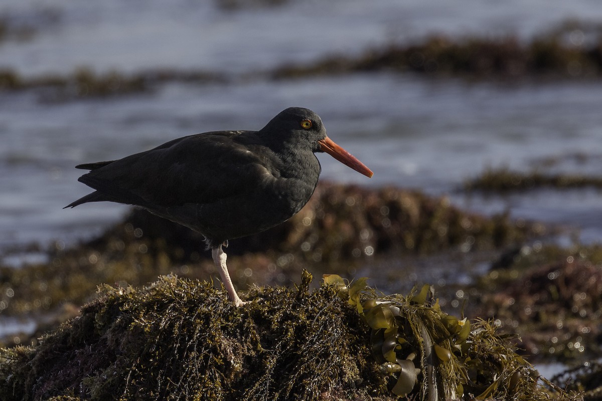 Black Oystercatcher - ML596885401