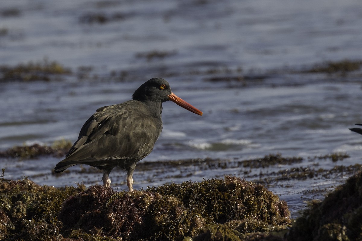 Black Oystercatcher - ML596885411