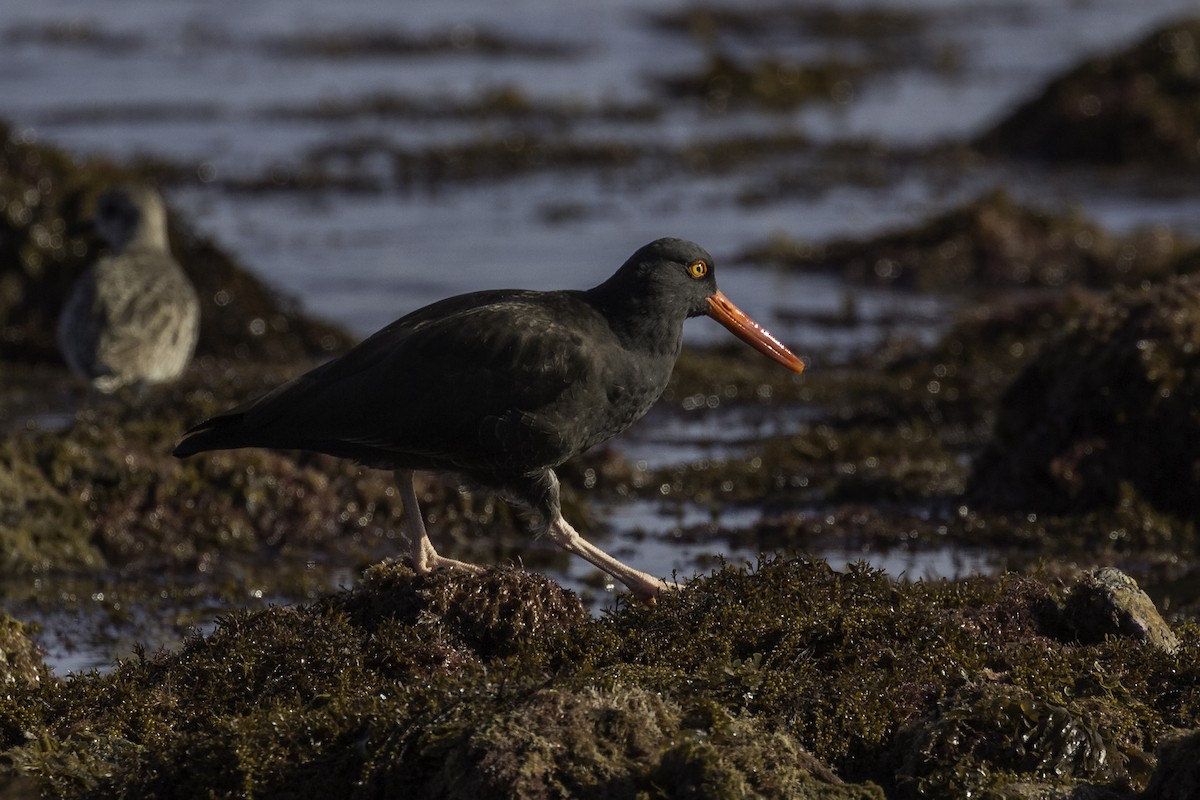 Black Oystercatcher - ML596885421