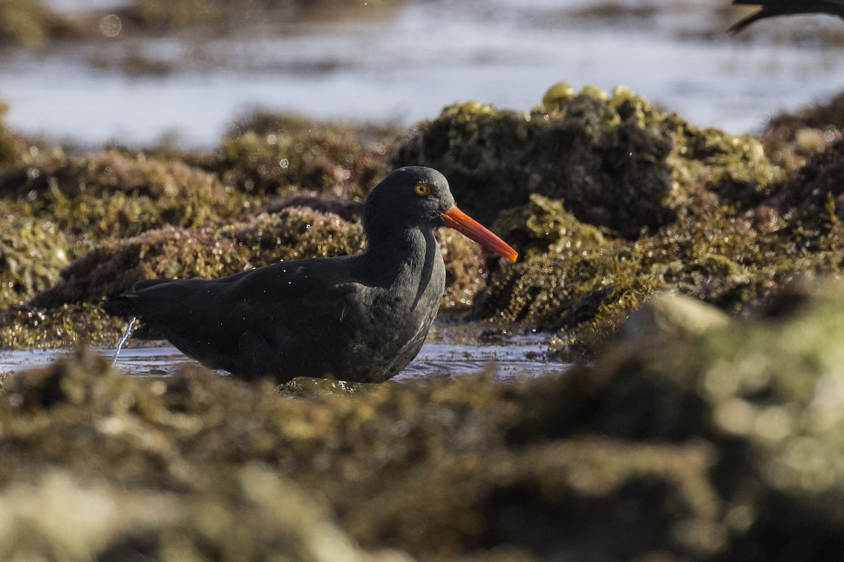 Black Oystercatcher - ML596885441