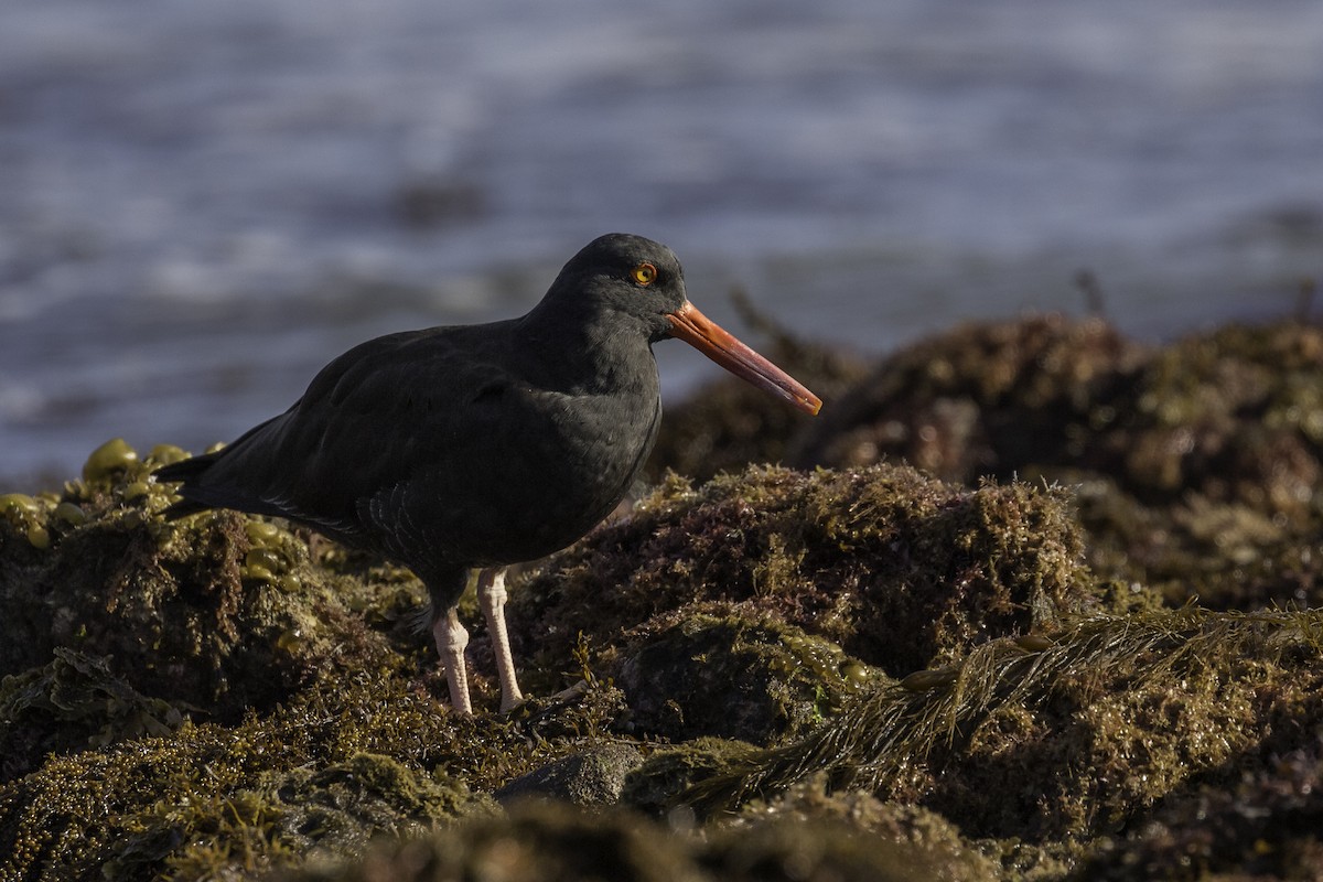 Black Oystercatcher - ML596885461