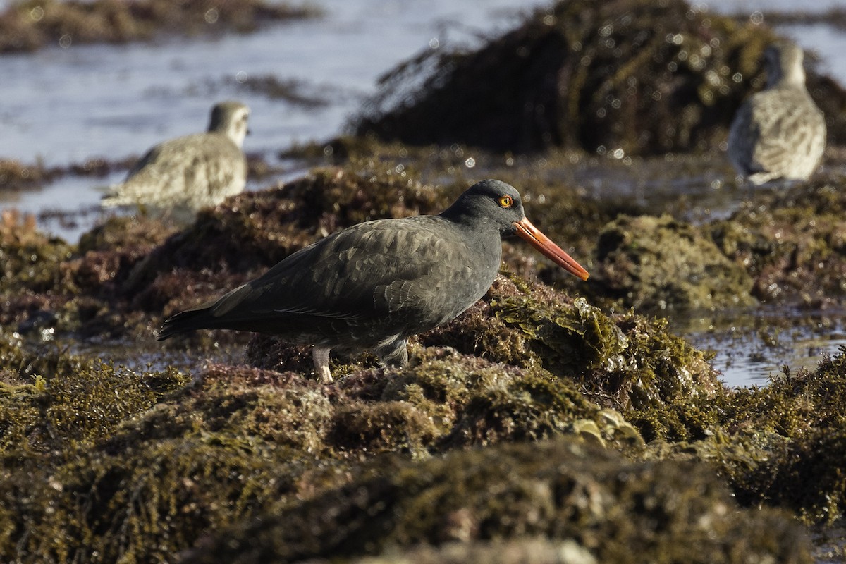 Black Oystercatcher - ML596885471