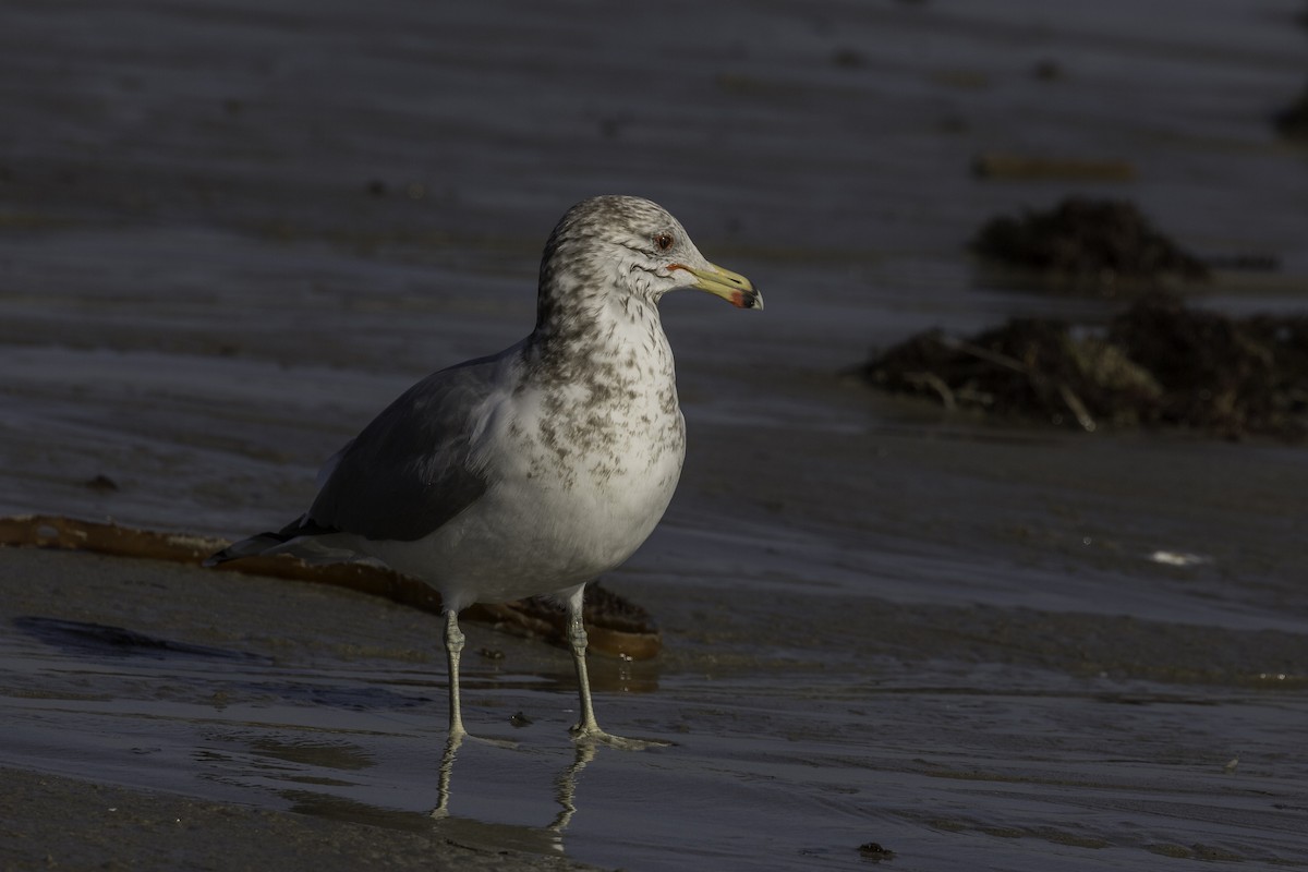 California Gull - Anthony Gliozzo