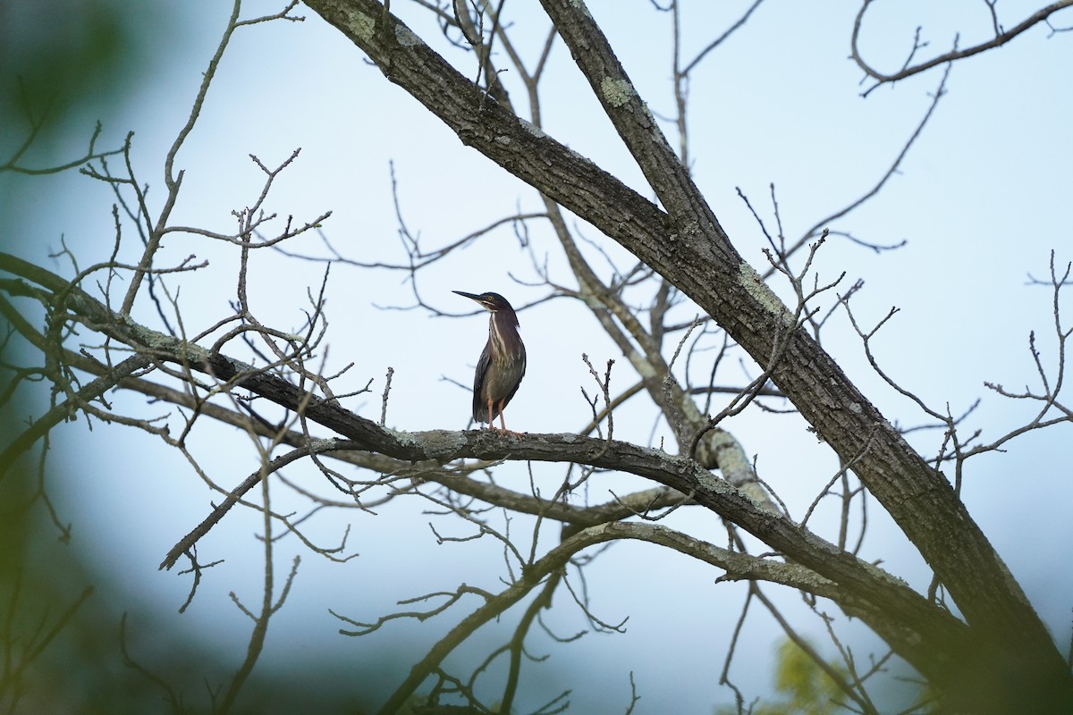 Green Heron - ML596885741