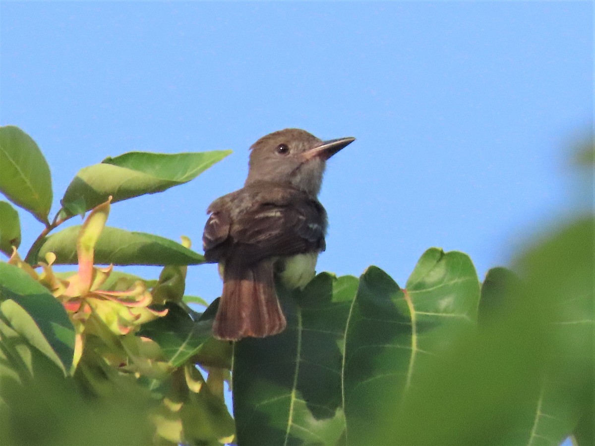 Great Crested Flycatcher - ML596887021