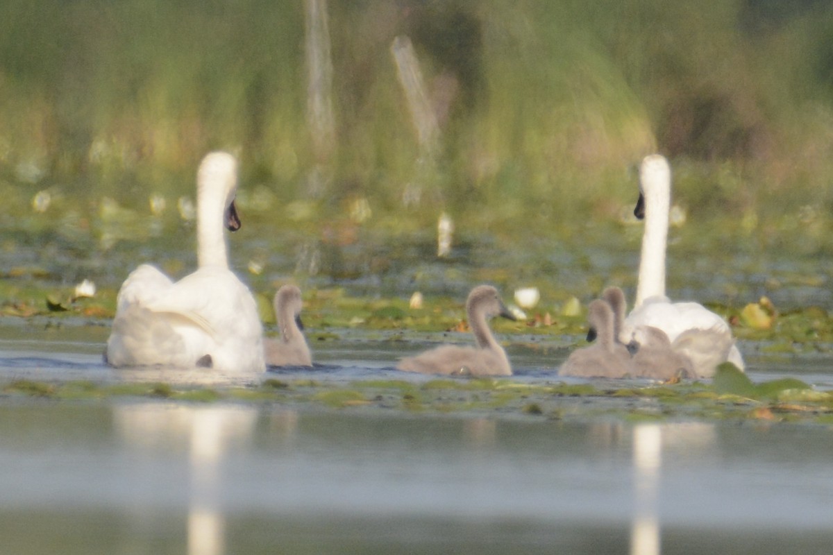 Mute Swan - ML596888511