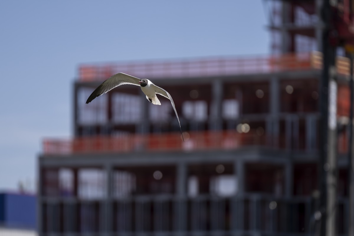 Laughing Gull - ML596889161