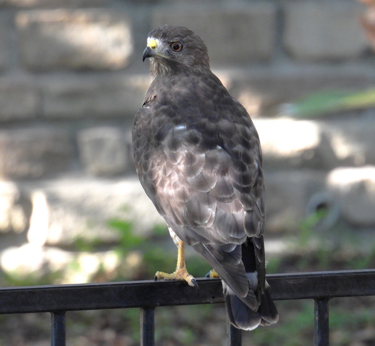 Broad-winged Hawk - ML596889491