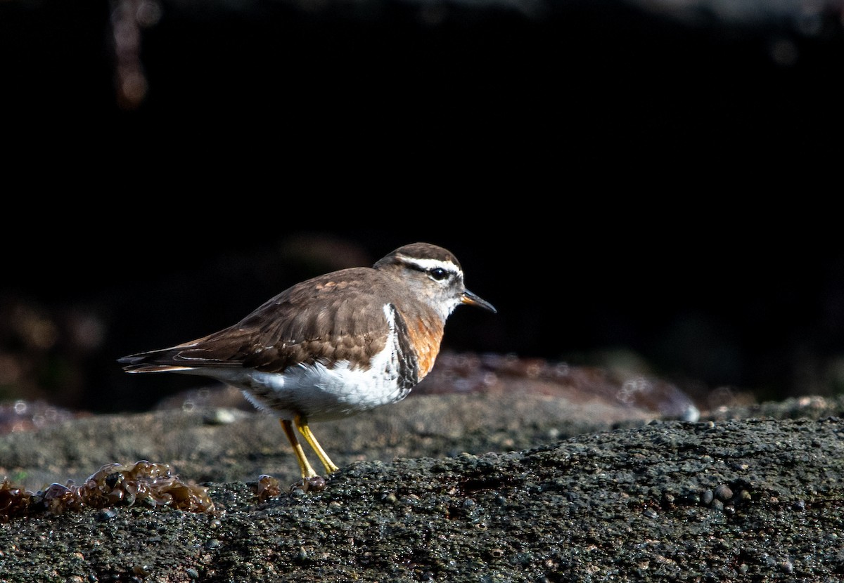 Rufous-chested Dotterel - ML596889551