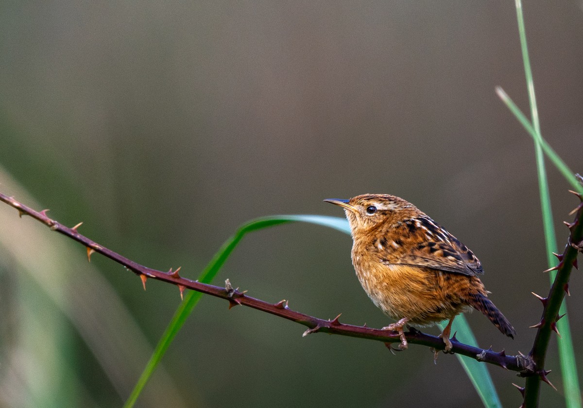 Grass Wren - ML596889721