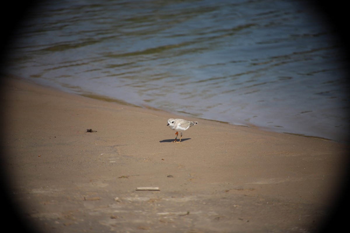 Piping Plover - Bill McConnell