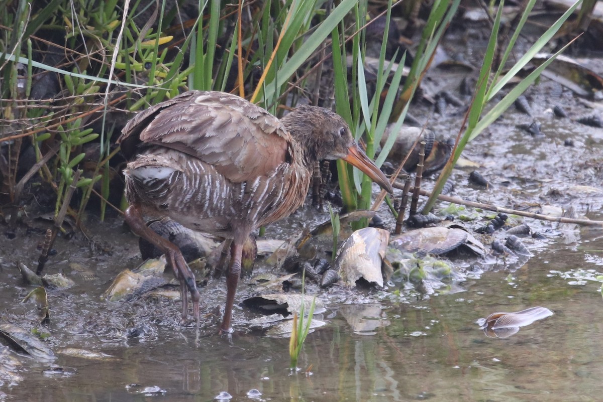 Ridgway's Rail (Light-footed) - ML596891151