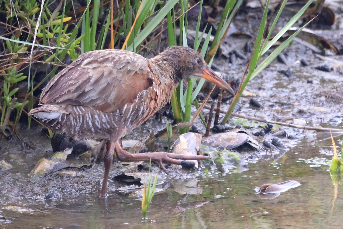 Ridgway's Rail (Light-footed) - ML596891171