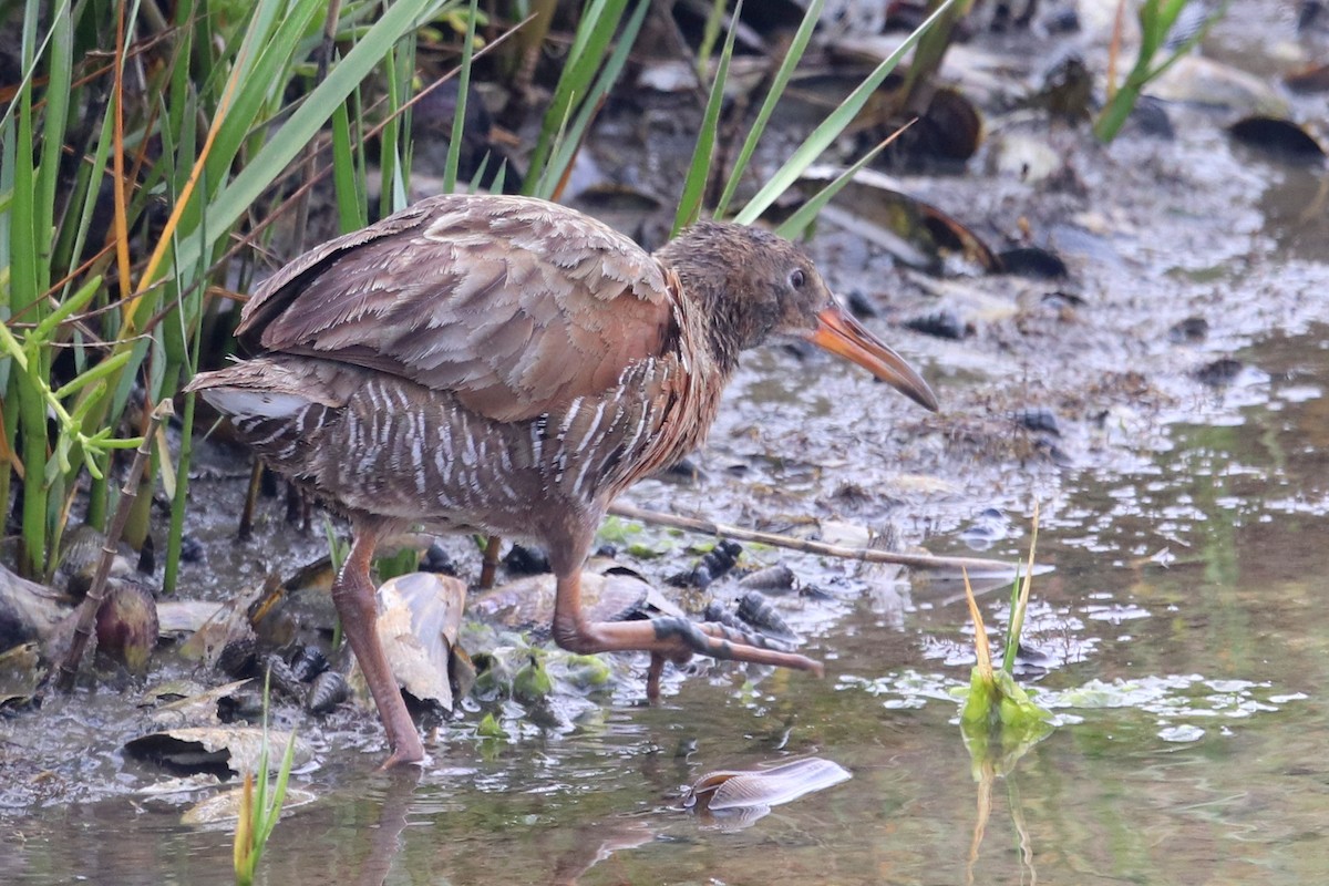 Ridgway's Rail (Light-footed) - ML596891211