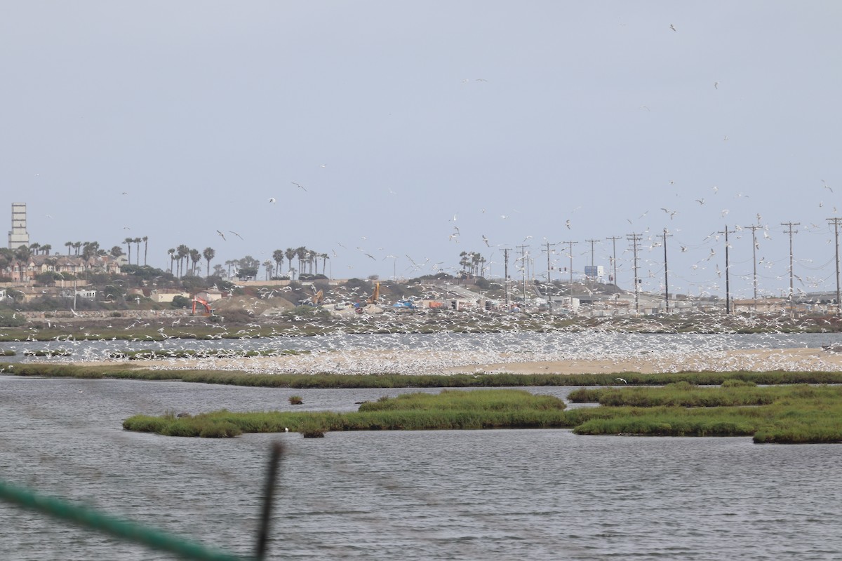 tern sp. - Andrew Core