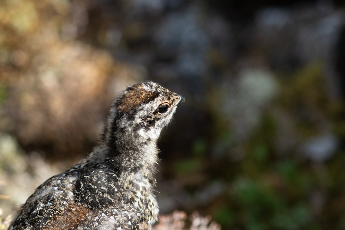 White-tailed Ptarmigan - Justin Saunders