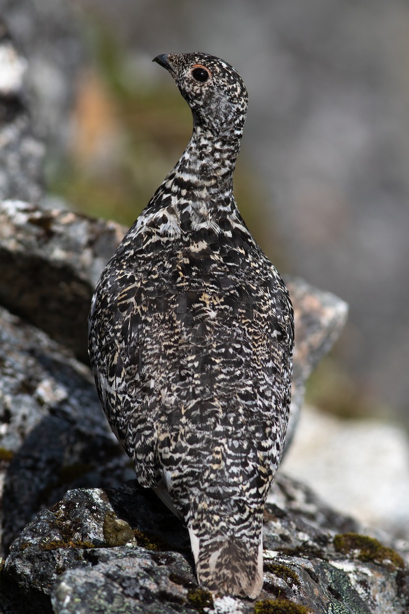 Weißschwanz-Schneehuhn - ML596891741