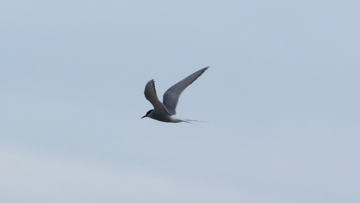 Arctic Tern - ML596892061