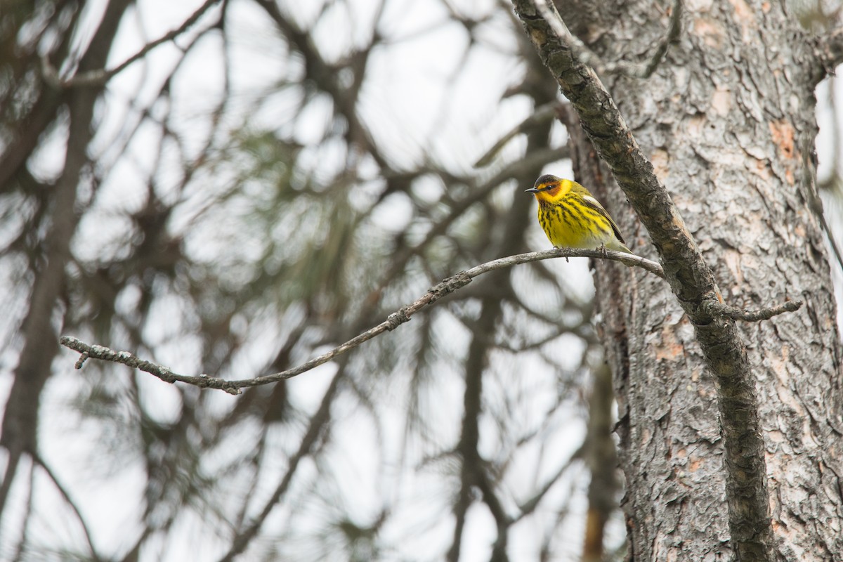 Cape May Warbler - ML596892211