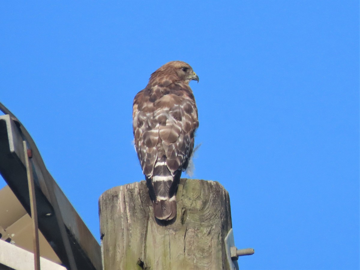 Red-shouldered Hawk - ML596893241
