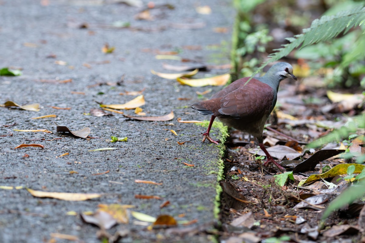 Buff-fronted Quail-Dove - Rajan Rao