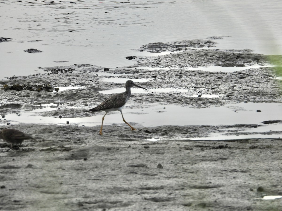 Greater Yellowlegs - ML596894941