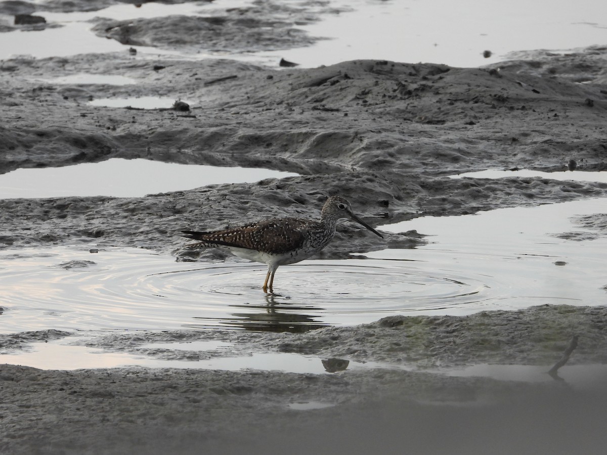 Greater Yellowlegs - Robin M