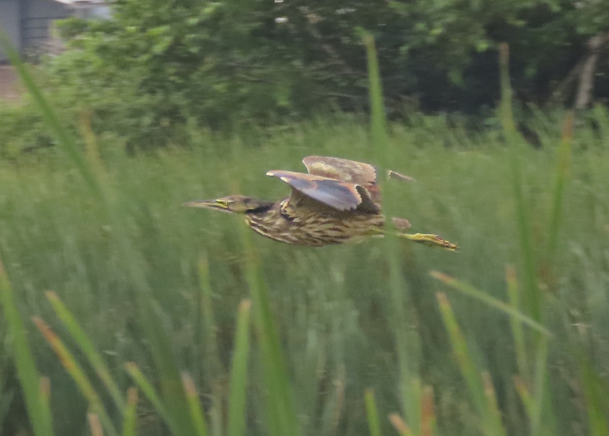 American Bittern - Jake Chute