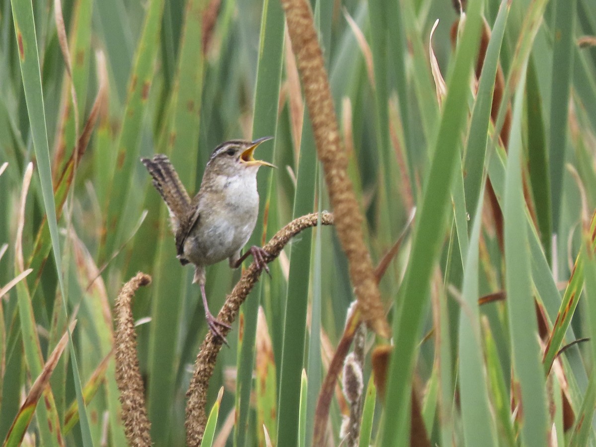 Marsh Wren - ML596896191