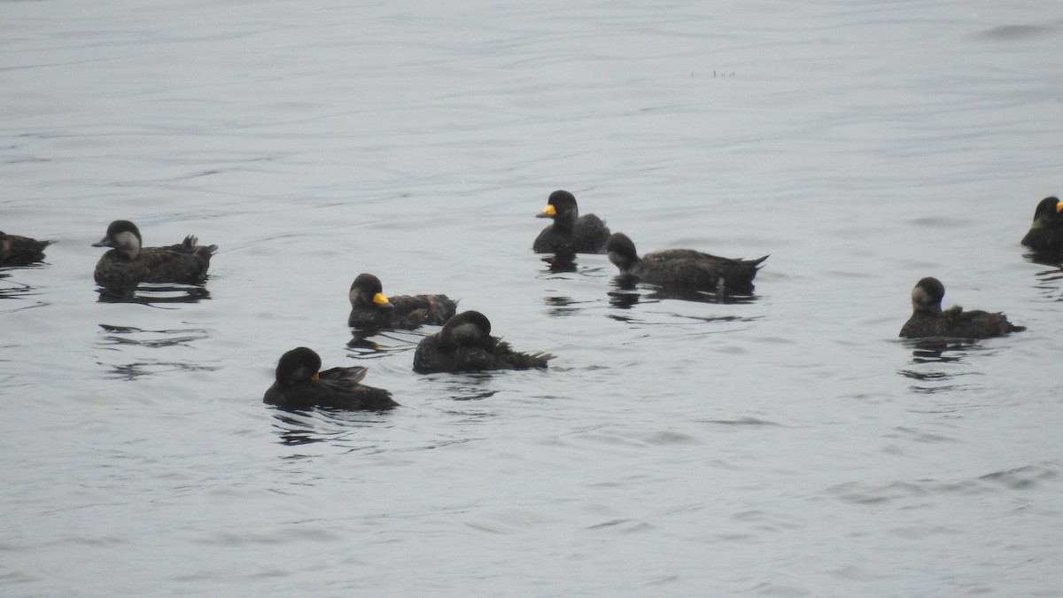 Black Scoter - Max Francioni