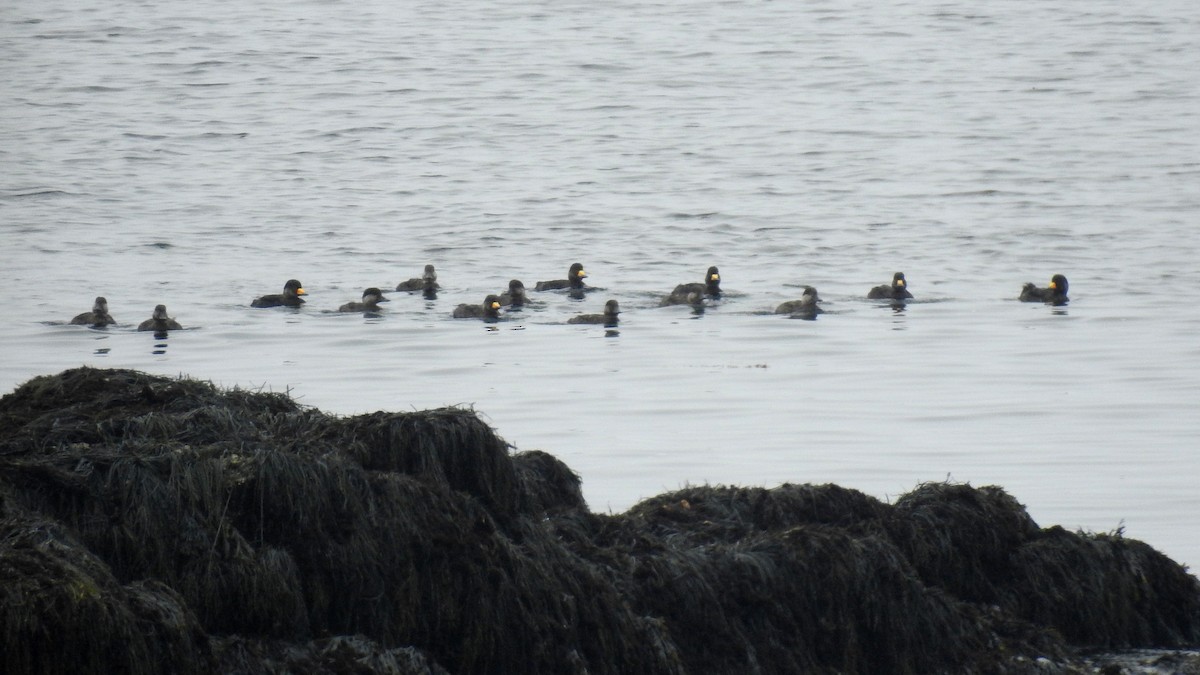 Black Scoter - Max Francioni