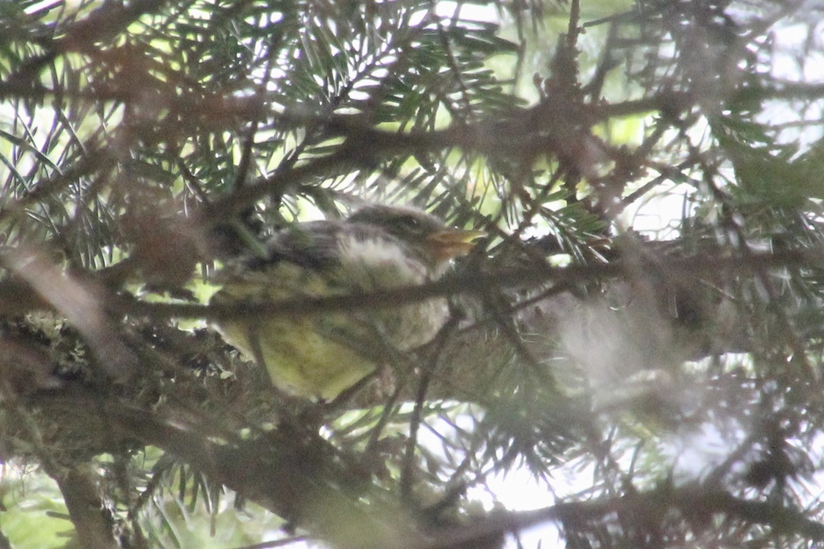 Magnolia Warbler - ML596898681