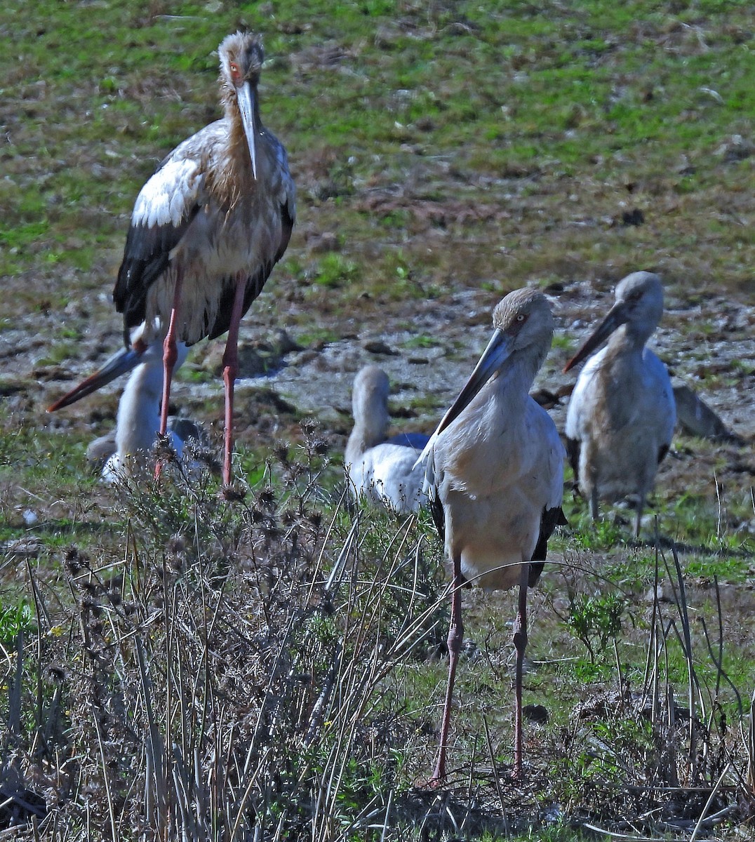 Maguari Stork - Hugo Hulsberg