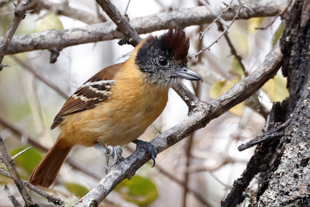 Collared Antshrike - ML596899381