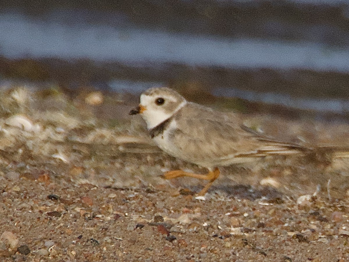 Piping Plover - ML596899701