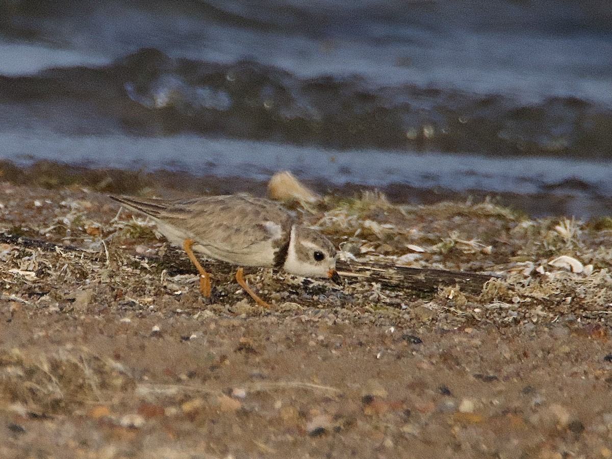 Piping Plover - ML596899711