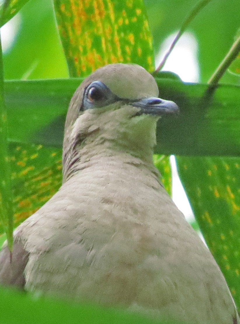 White-tipped Dove - ML596899841