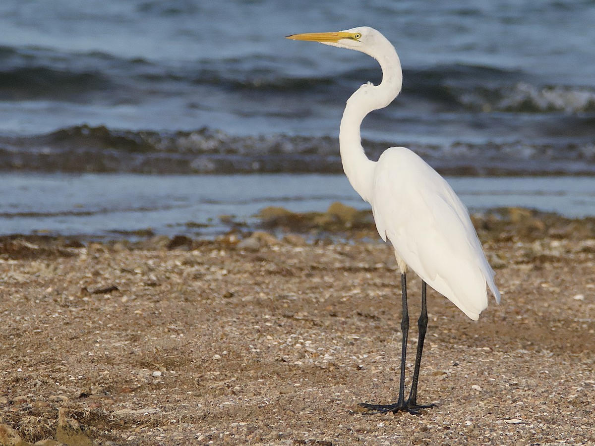 Great Egret - Craig Rasmussen