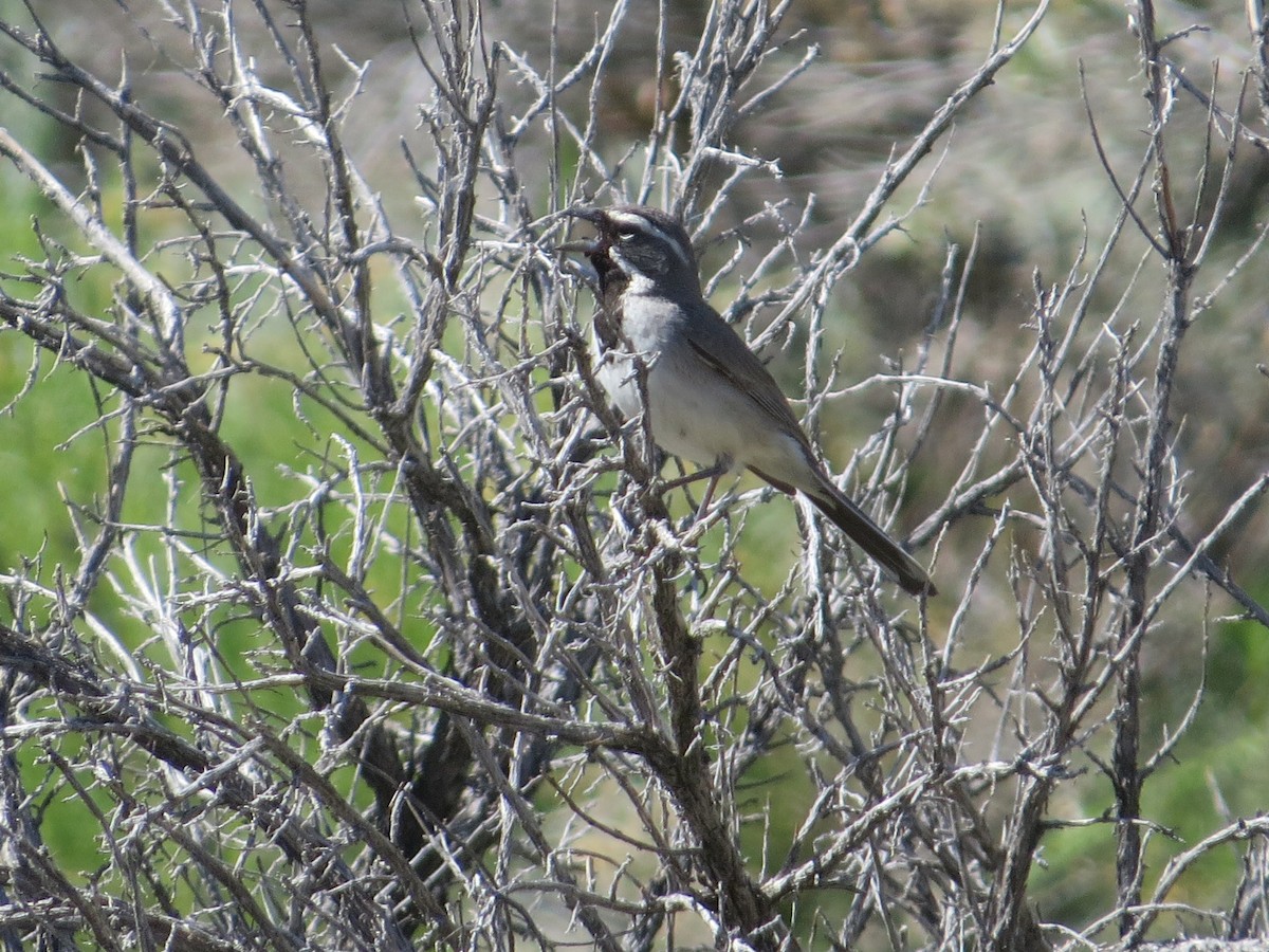Black-throated Sparrow - Isaac  Denzer