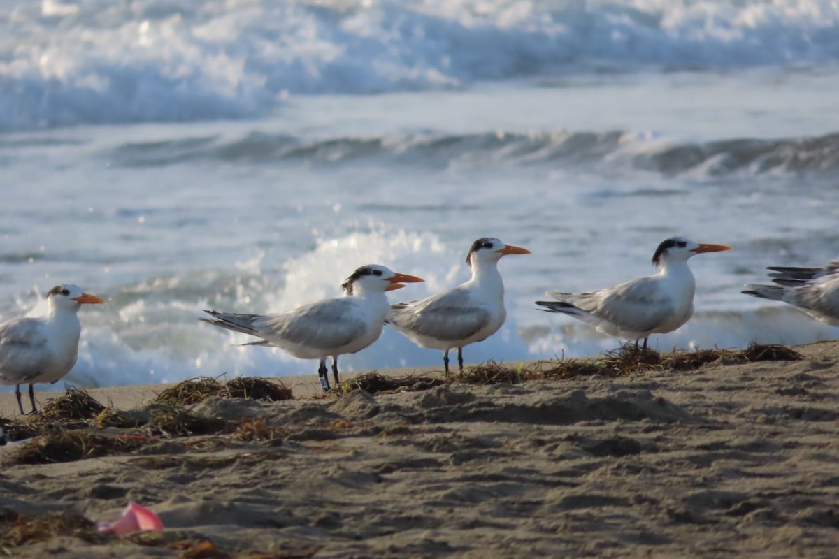 Royal Tern - Jose Robles