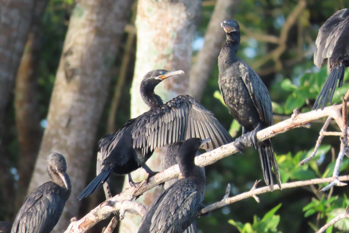 Neotropic Cormorant - Jose Robles