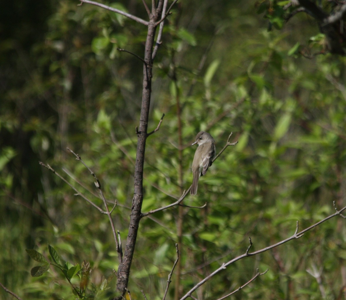 Willow Flycatcher - ML59690231