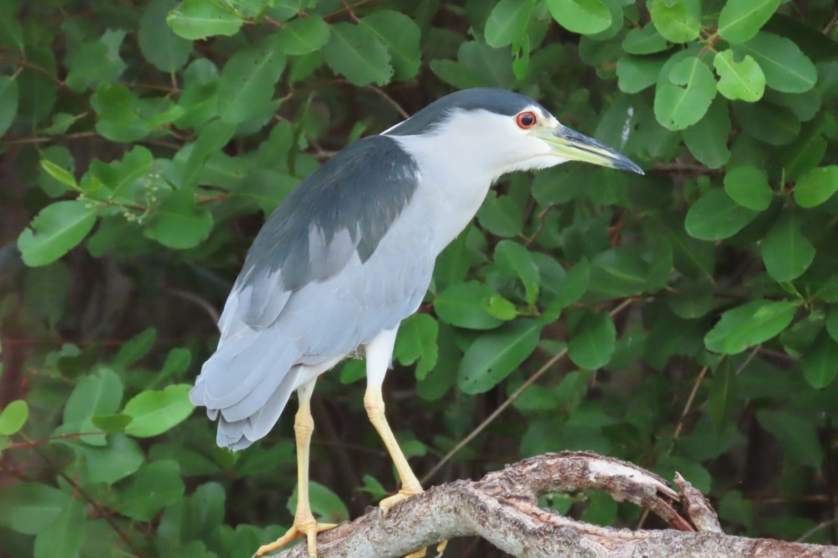 Black-crowned Night Heron - Jose Robles