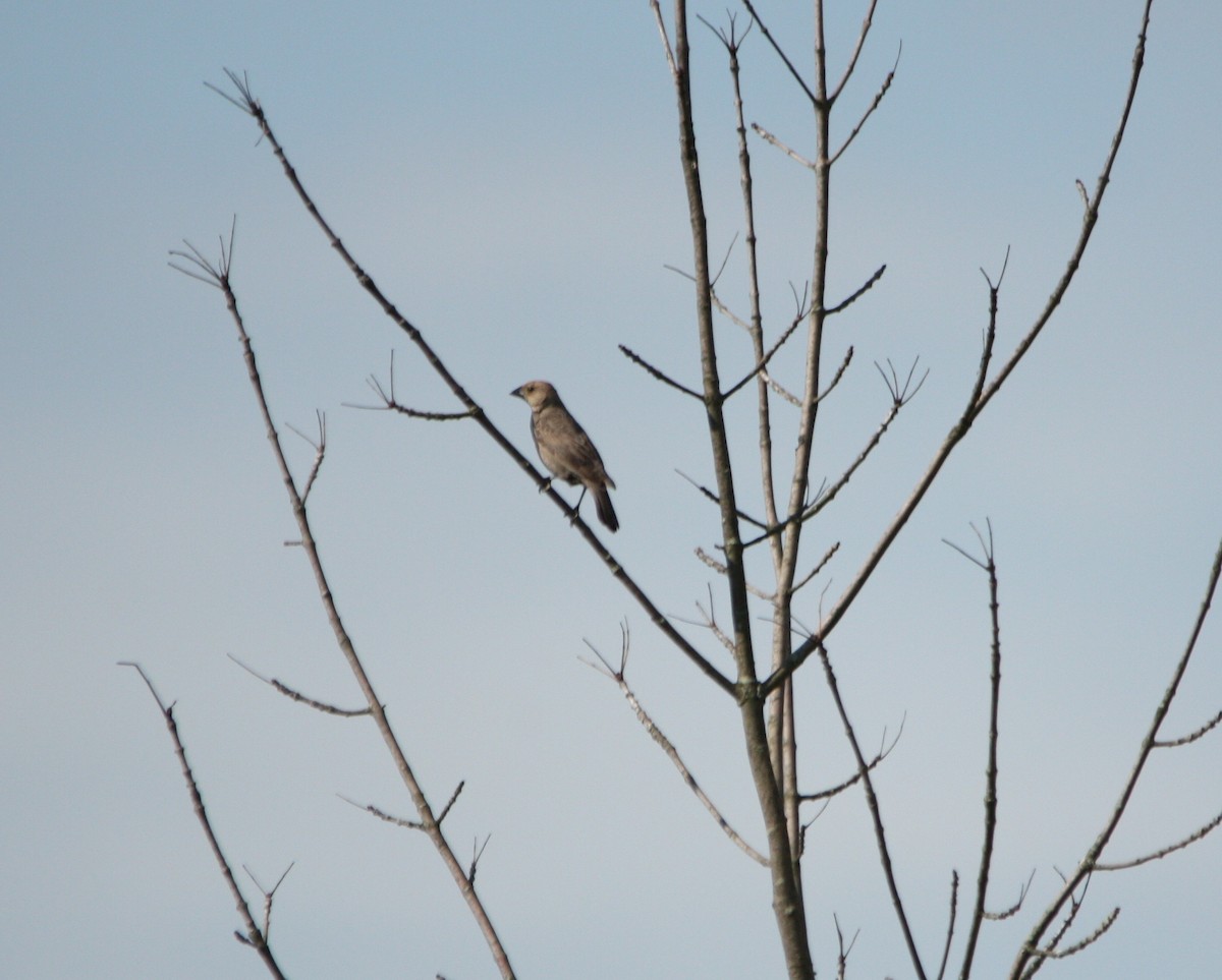 Brown-headed Cowbird - ML59690271