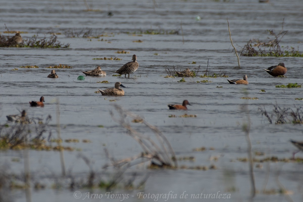 Cinnamon Teal - arnoldo tomys