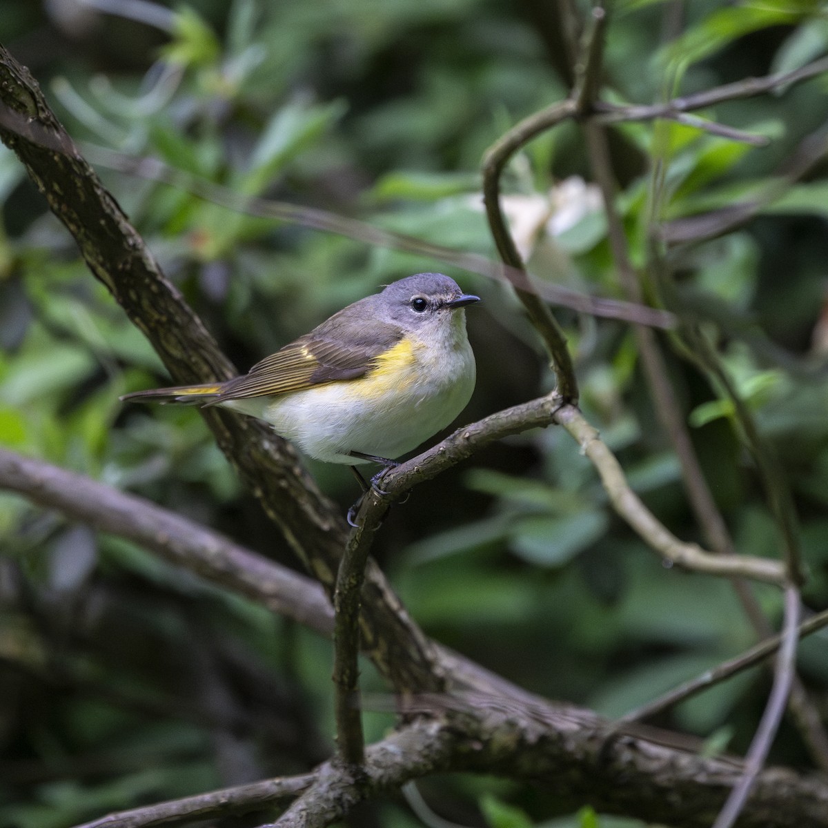 American Redstart - ML596902751