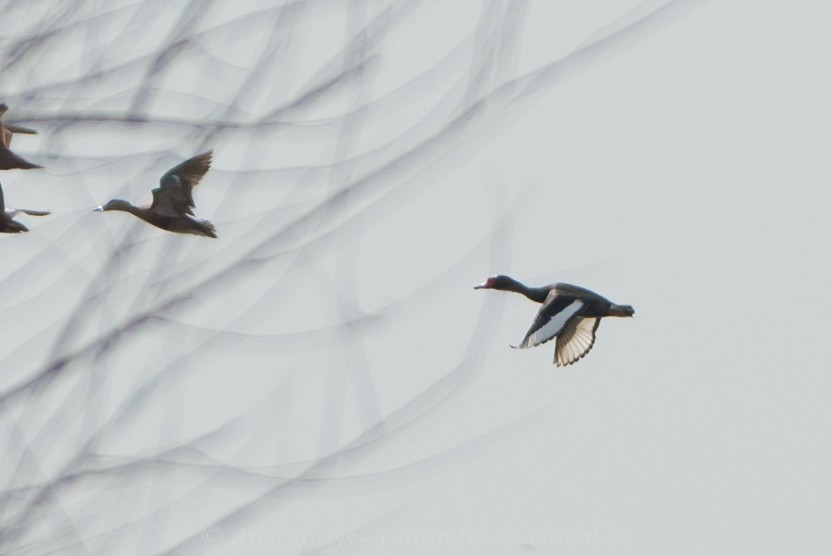 Rosy-billed Pochard - ML596902841