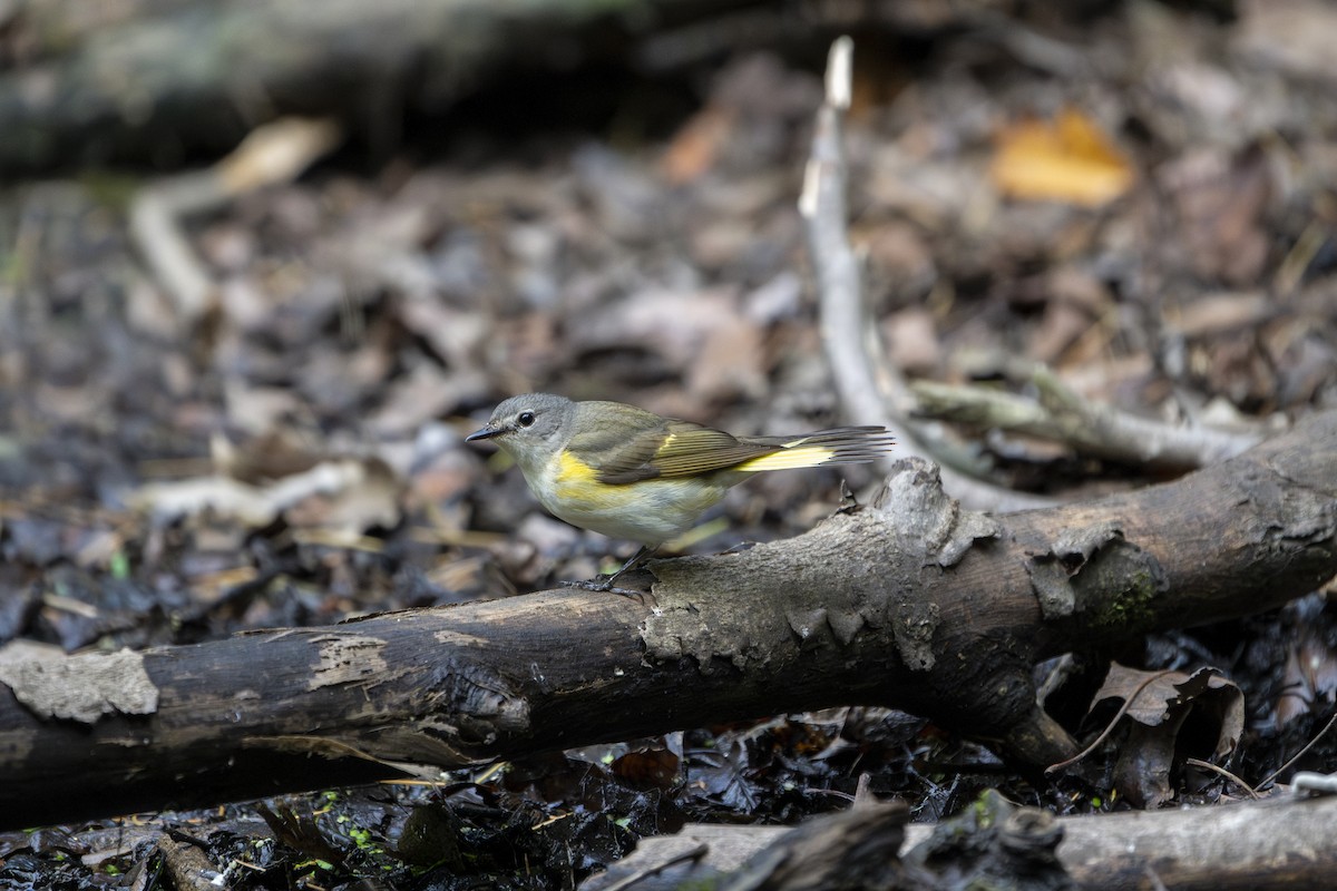 American Redstart - ML596902941