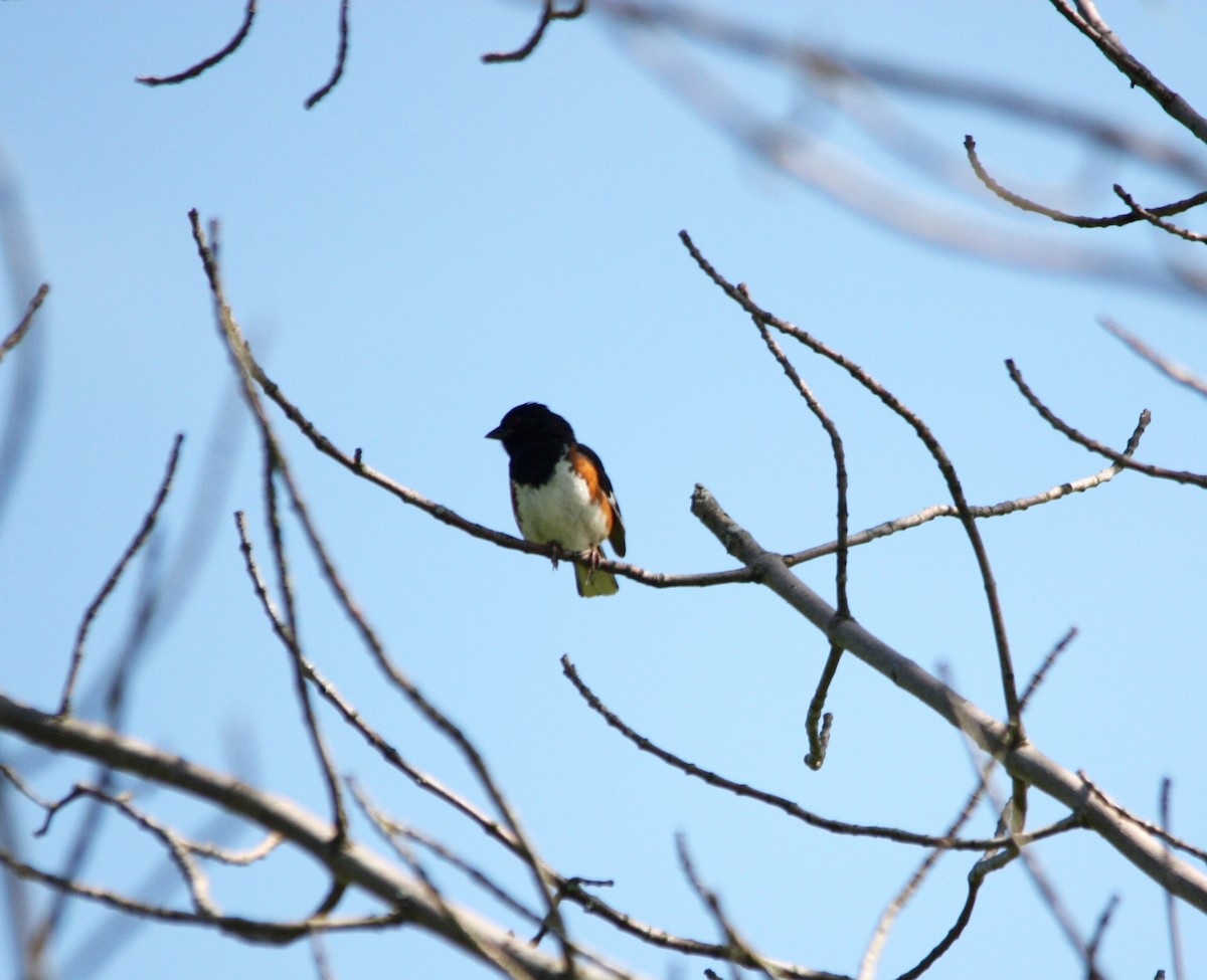 Eastern Towhee - ML59690331