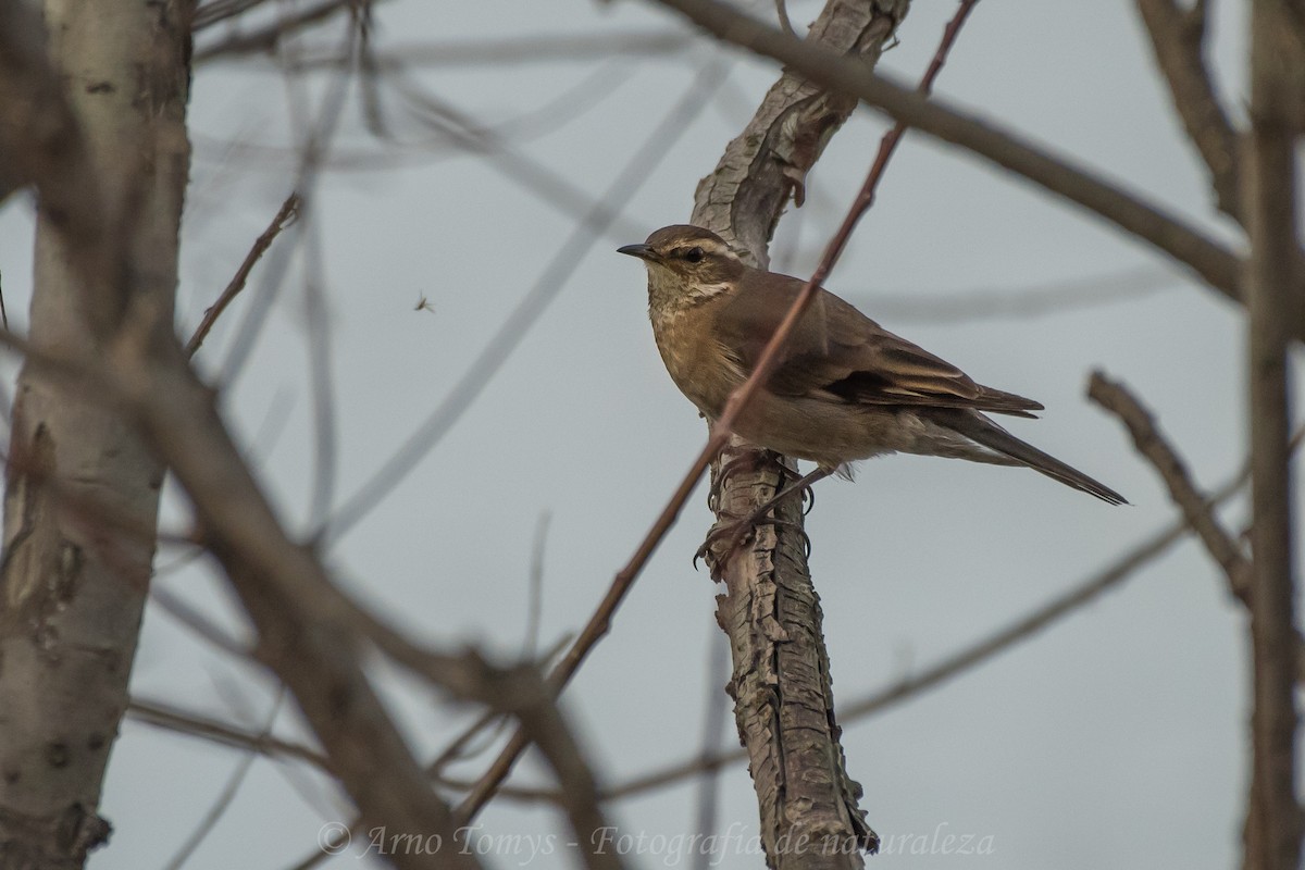 Buff-winged Cinclodes - ML596903341